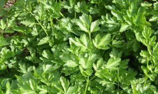 麦冬如何种植  麦冬的种植方法