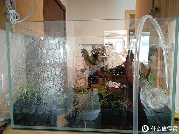 造景 篇一:小白也能玩草缸—聊一聊我的水草缸造景历程