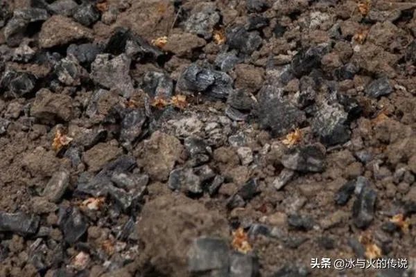 腊梅种子怎么种植?