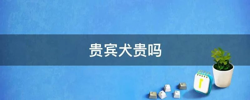 贵宾犬贵吗
