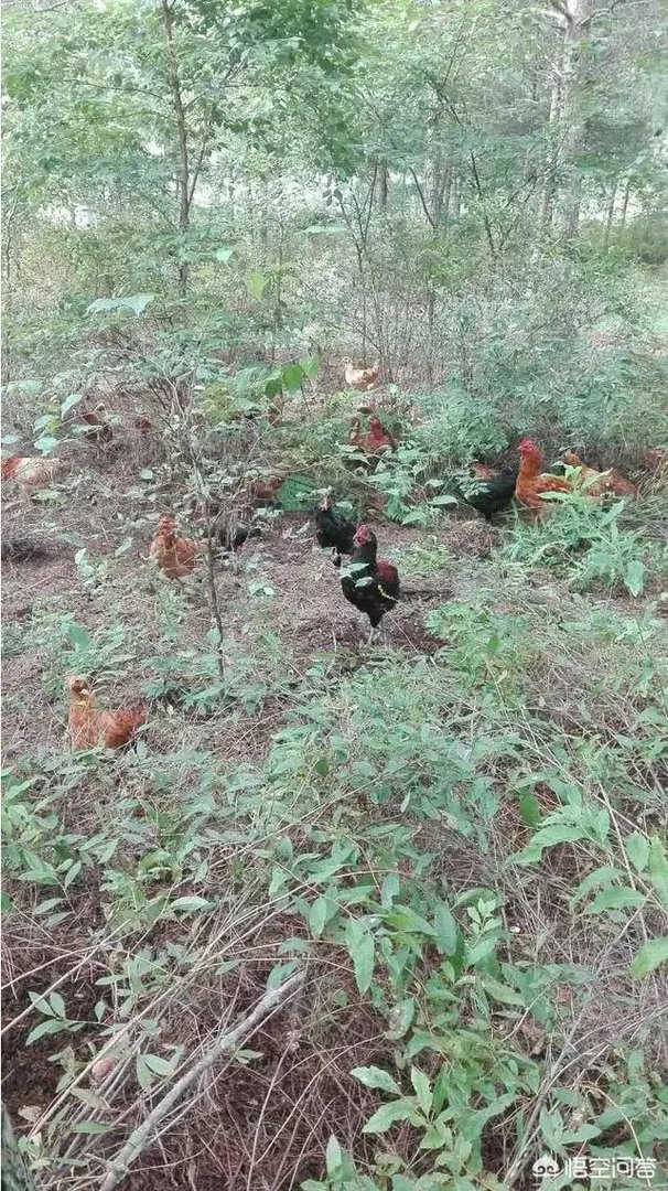 养绿壳蛋鸡有前景吗？有什么好建议？
