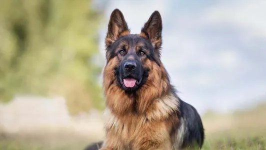 十大名犬分别是哪些品种的?