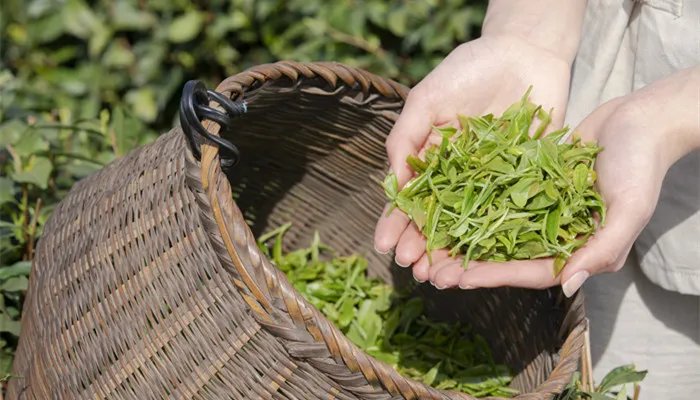 哪些茶属于绿茶