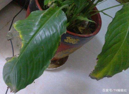 一帆风顺的叶子发黄怎么办呢?