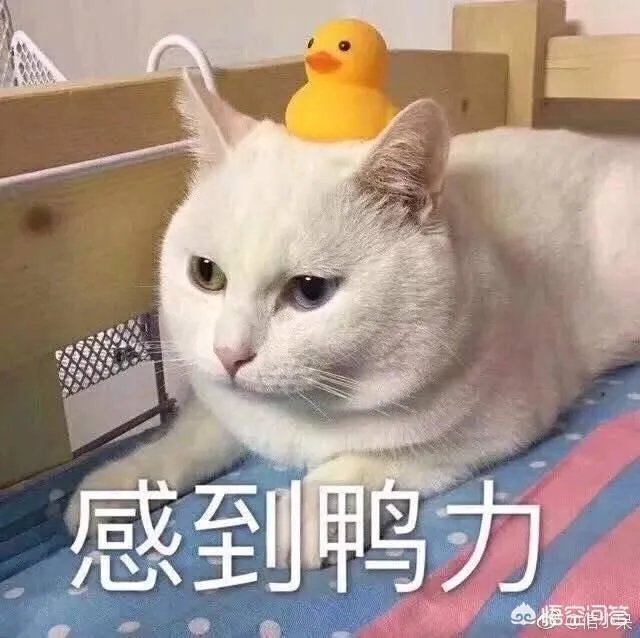 高一新生月考数学考了70分,是什么原因?