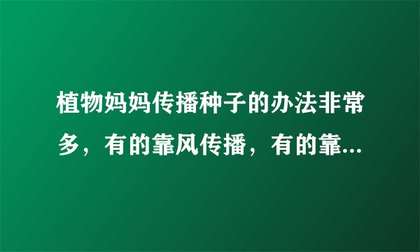 植物妈妈传播种子的办法非常多，有的靠风传播，有的靠水传播，还有的靠动物来传播呢！这题对还是错