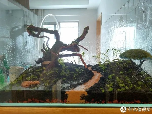 造景 篇一:小白也能玩草缸—聊一聊我的水草缸造景历程