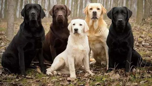 十大名犬分别是哪些品种的?