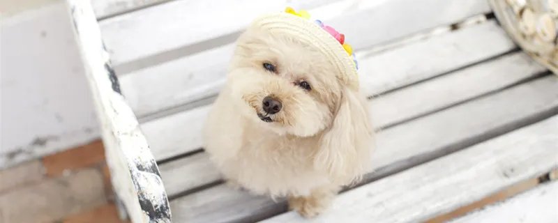 狗狗大便带血怎么治疗 狗狗大便干燥拉不出来怎么办