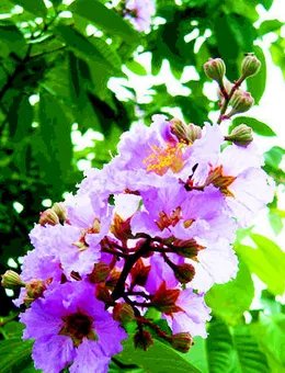成都的市花