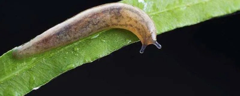 黏黏虫从哪里爬出来的