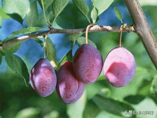西梅是澳洲还是智利的好