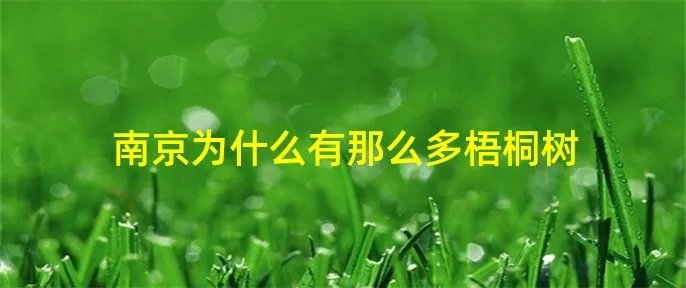 南京为什么有那么多梧桐树