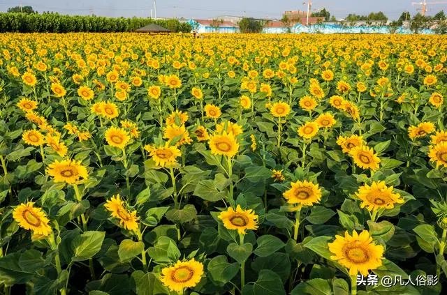 小白怎么学习摄影?