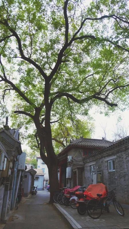 到北京旅游,你住过北京的胡同民宿吗?