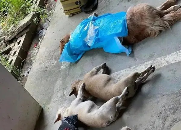 牡丹江一小区11只宠物犬相继被毒死,系小区保安投毒,如何看待此事?