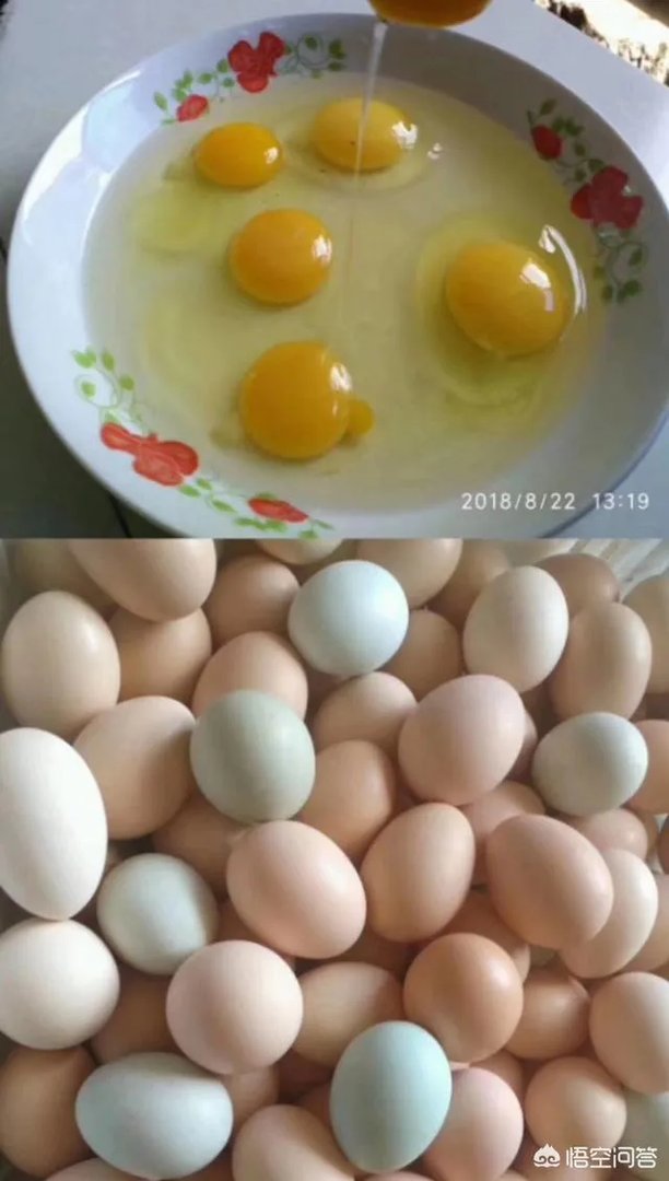 养绿壳蛋鸡有前景吗？有什么好建议？