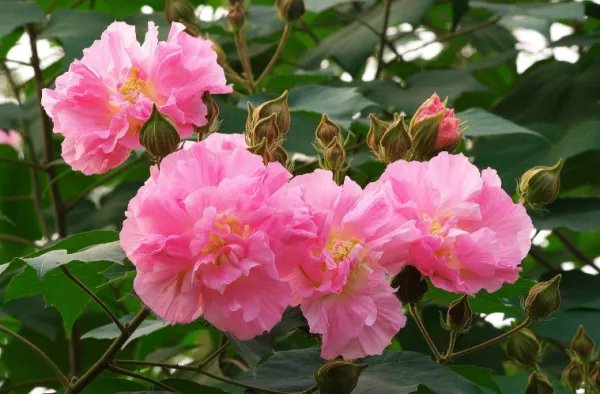 成都的市花