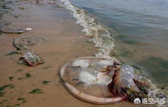 你觉得营口海蜇好吃吗?为什么呢?