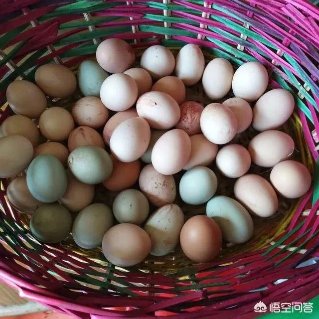 养绿壳蛋鸡有前景吗？有什么好建议？