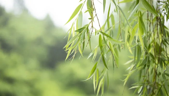谷雨节气需要注意什么 谷雨节气有什么需要注意的