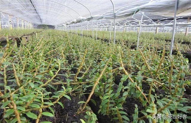 石斛的种植技术各位听说过没?