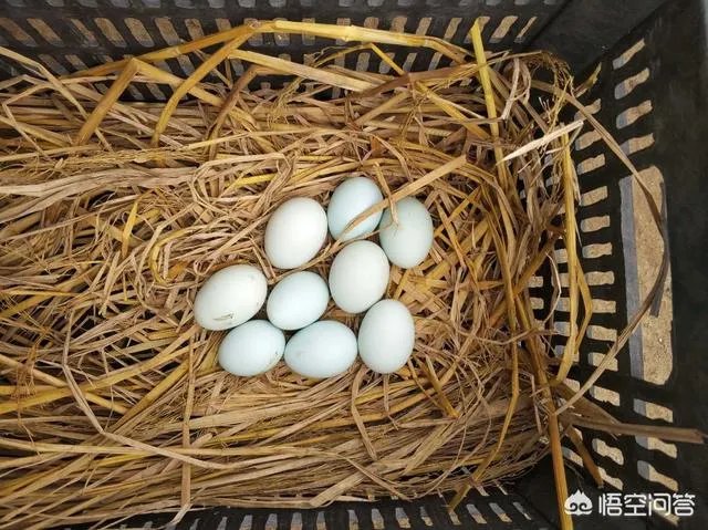 养绿壳蛋鸡有前景吗？有什么好建议？