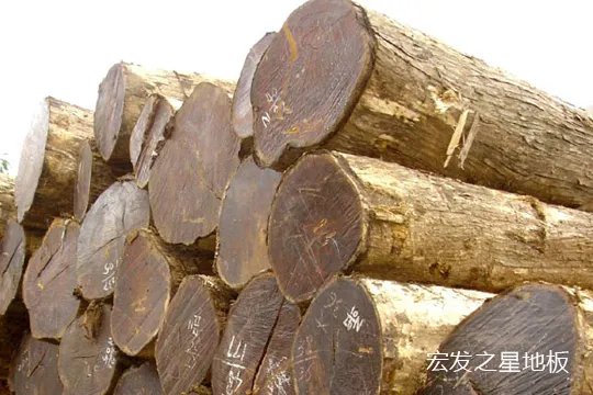 终于知道柚木地板为什么这么贵?
