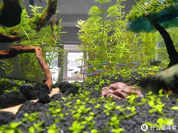 造景 篇一:小白也能玩草缸—聊一聊我的水草缸造景历程