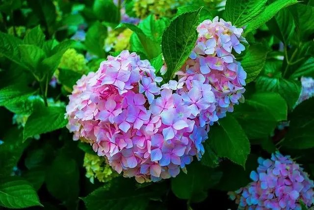 十大洞房花图片?