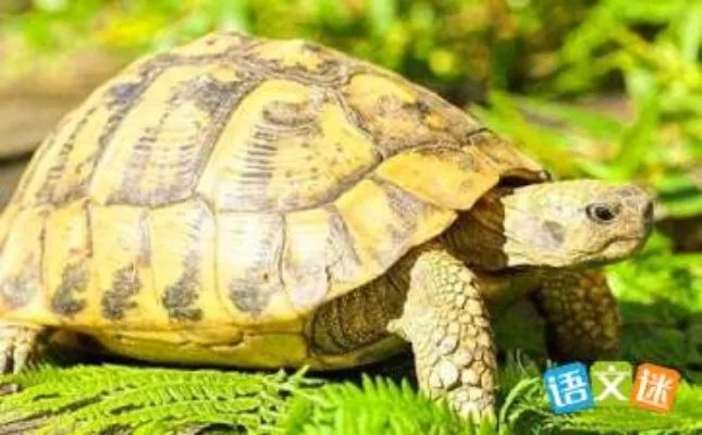 乌龟历险记
