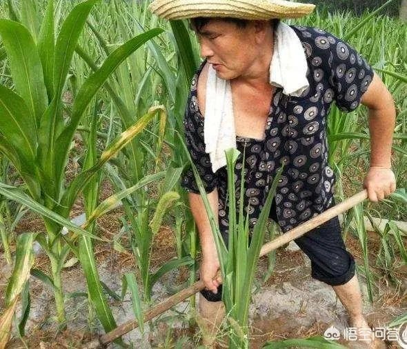 头条各种小视频铺天盖地,为什么感觉朱之文这么火呢?