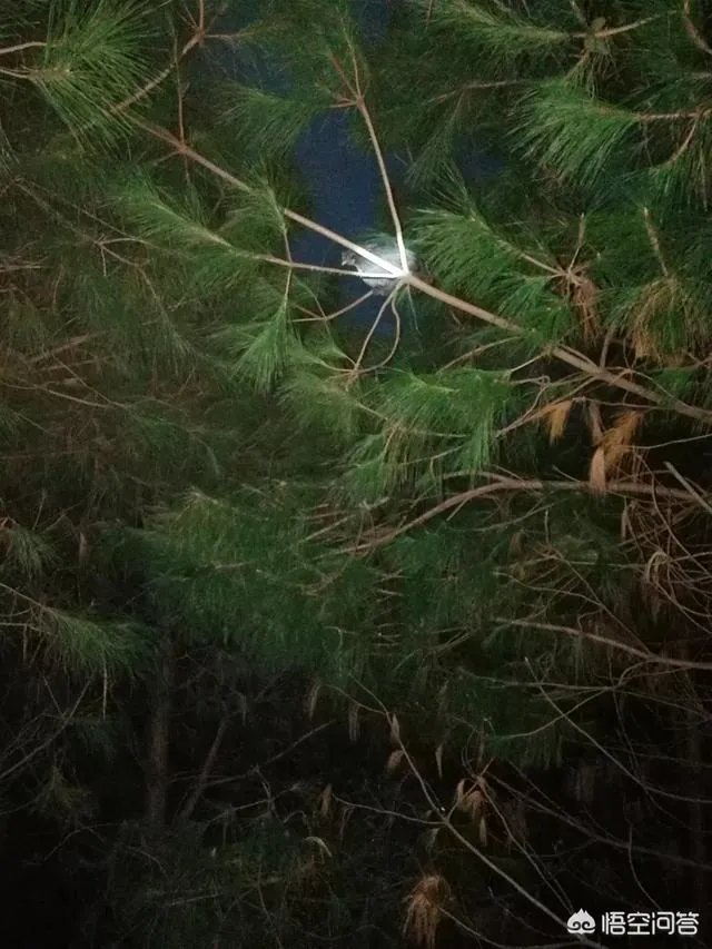 养绿壳蛋鸡有前景吗？有什么好建议？