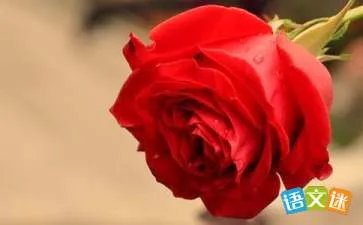 玫瑰花开了