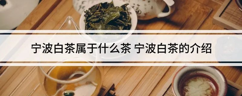 宁波白茶属于什么茶 宁波白茶的介绍
