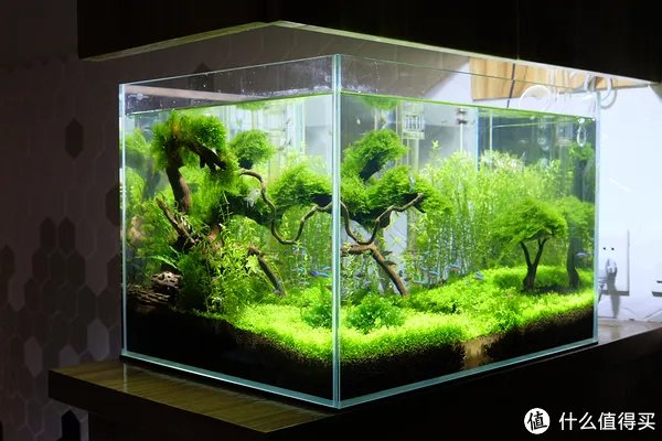造景 篇一:小白也能玩草缸—聊一聊我的水草缸造景历程