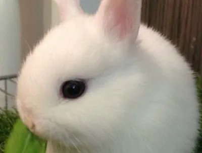 怎么养兔?