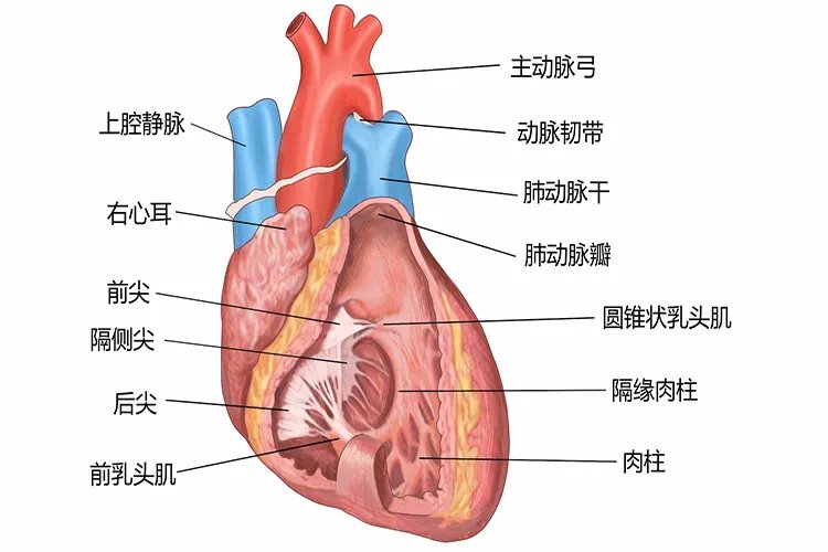 人体心脏结构示意图