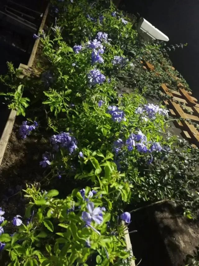 武汉的夏天适合种什么花？