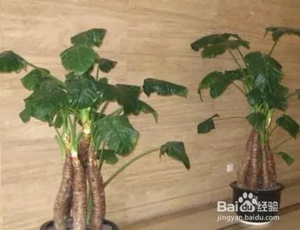 霸王芋