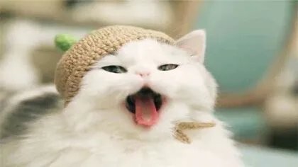 夏天如何养猫