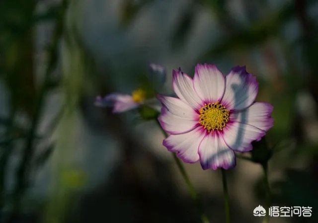 小白怎么学习摄影?