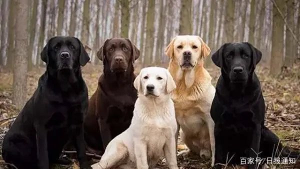 拉布拉多寻回犬和拉布拉多猎犬，两者到底有什么区别？