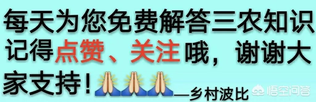 白花碎米荠的功效与作用