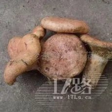 山东常见野生食用蘑菇