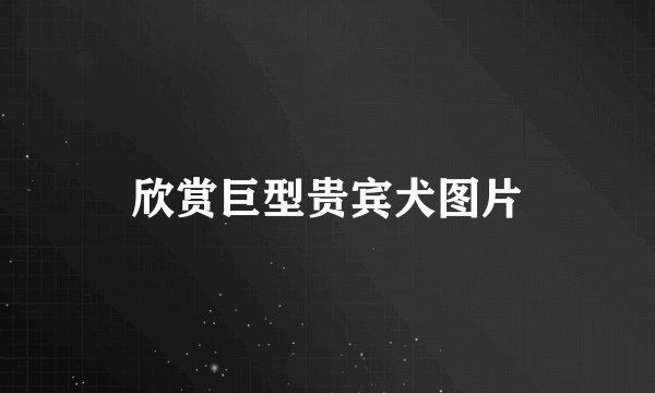 欣赏巨型贵宾犬图片