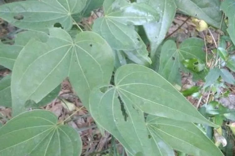 九龙草药图片