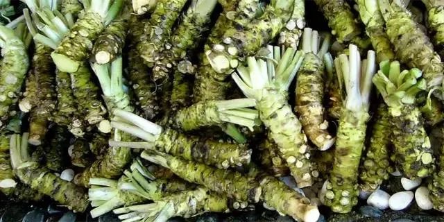 日本料理中的“瓦萨比”到底是什么？山葵和芥末是一种东西吗？