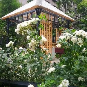 武汉的夏天适合种什么花？