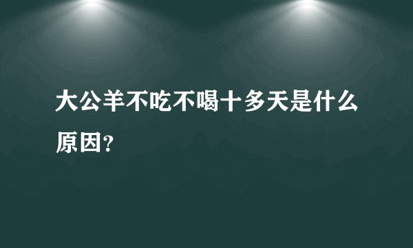 大公羊不吃不喝十多天是什么原因？